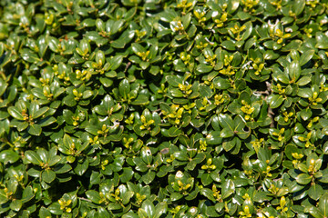 green leaves background