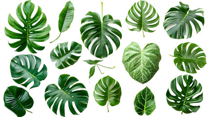 set of exotic big leaf green interior home plant for decoration and different foliage leaves and petals closeups cotout isolated on transparent png background - obrazy, fototapety, plakaty