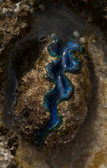 The maxima clam (Tridacna maxima), also known as the small giant clam, is a species of bivalve...