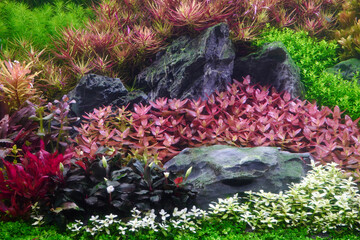 Colorful aquatic plants in aquarium tank with Dutch style aquascaping layout, garden style 