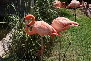 flamingos
