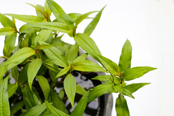 Vietnamese coriander on white background.