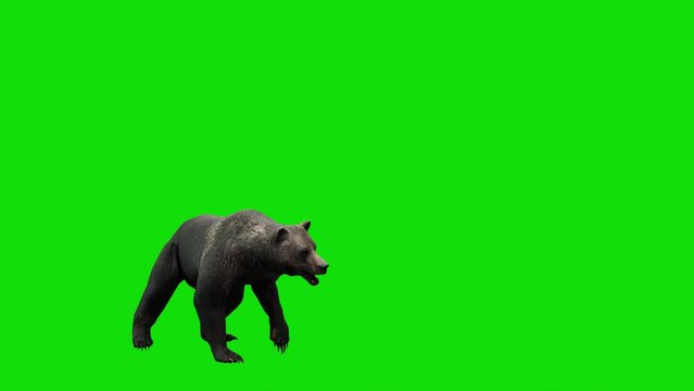 3D character animation of a bear attacking against a green screen background. Perfect for visual effects, compositing, and storytelling in video projects.