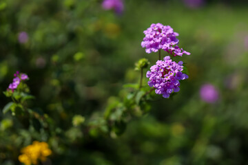 Lantana camara (common lantana) is a species of flowering plant within the verbena family (Verbenaceae), native to the American tropics.
