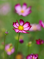 Colorful Cosmos Flower - Cosmos bipinnatus, Beautiful Pink Flowers in Backyard Garden. Bokeh...