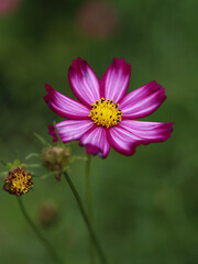 Fototapeta premium Colorful Cosmos Flower - Cosmos bipinnatus, Beautiful Pink Flowers in Backyard Garden. Bokeh background. Beauty in nature