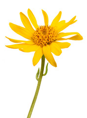 Arnica montana flower - 792151776