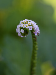 Heliotropium indicum with a natural background. Also called Sangketan, buntut tikus, Indian heliotrope, Indian Turnsole, Heliophytum indicum, Heliotropium parviflorum or Tiaridium indicum. Blue sky
