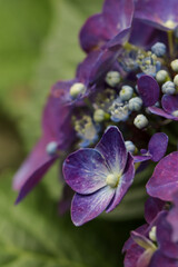 Purple Hydrangea or Hortensia flower. Shallow depth of field for soft dreamy feel.
