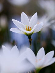 Zephyranthes candida flowers, with common names autumn zephyrlily, white windflower, white rain...