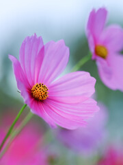 Fototapeta premium Colorful Cosmos Flower - Cosmos bipinnatus, Beautiful Pink Flowers in Backyard Garden. Bokeh background. Beauty in nature 