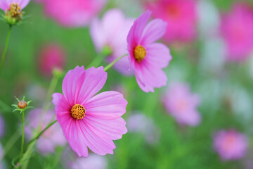 Obraz premium Colorful Cosmos Flower - Cosmos bipinnatus, Beautiful Pink Flowers in Backyard Garden. Bokeh background. Beauty in nature 