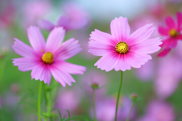 Obraz premium Colorful Cosmos Flower - Cosmos bipinnatus, Beautiful Pink Flowers in Backyard Garden 