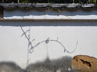 白い塀に映る蔓の影