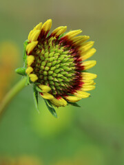 Close up of The Gaillardia Daisy, also known as Blanket Flower, is a fun, color-popping perennial to add to your garden. Yellow wildflower in nature
