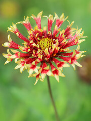 Close up of The Gaillardia Daisy, also known as Blanket Flower, is a fun, color-popping perennial to add to your garden. red wildflower in nature
