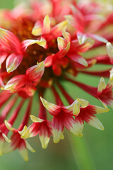 Close up of The Gaillardia Daisy, also known as Blanket Flower, is a fun, color-popping perennial to add to your garden. red wildflower in nature
