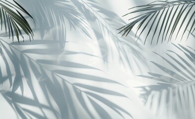 Palm Tree Shadow on Wall