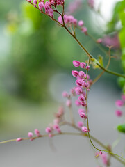 Coral vine in bokeh background, Mexican creeper, Chain of Love, Pink Vine, Honolulu Creeper Blooming On Branch With Natural Background, Bunga Air Mata Pengantin
