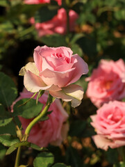 Close-up of a pink-peach rose. Macro photography, beautiful pink flowers
