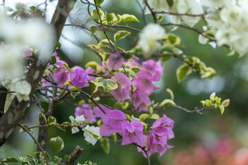 Blooming bougainvillea flowers background. Bright purple white bougainvillea flowers as a floral background. Bougainvillea flowers texture and background. Close-up view Bougainvillea tree with flowers