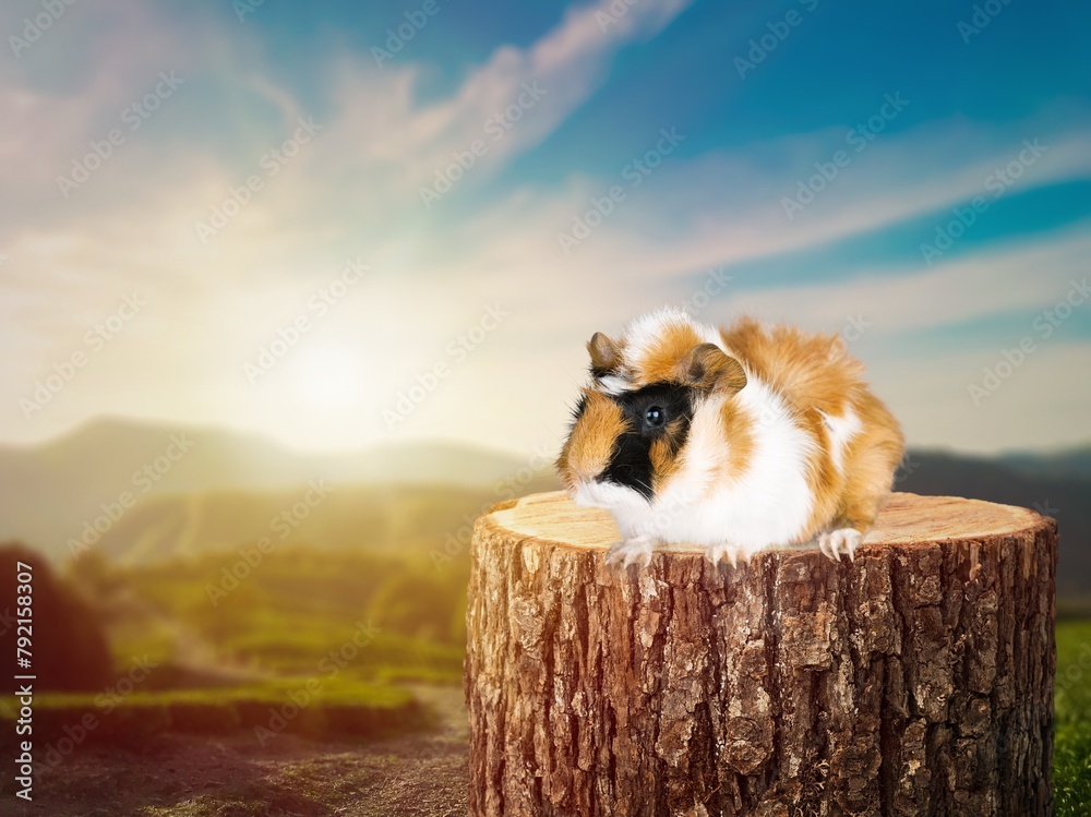 Sticker Cute small hamster on wood background