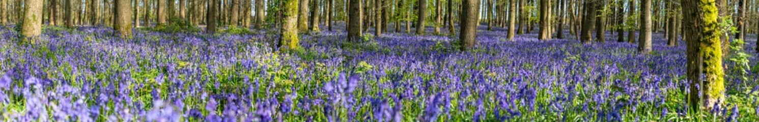 Obraz premium Bluebell carpet in the woods. Springtime in United Kingdom - 