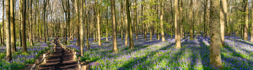 Bluebell carpet in the woods. Springtime in United Kingdom - 