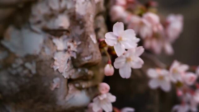 Pale pink cherry blossoms gently nestled against the face of an old, moss-covered Buddha statue. An image evoking the compassion of the Buddha, who has coexisted with nature for ages. 