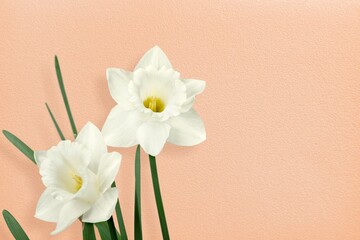 Peach color background and fresh aroma flowers