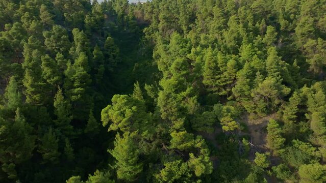 Aerial view overlooking a tranquil beach with turquoise waters bordered by dense pine trees