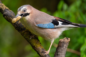 Eichelh&auml;her sitzt auf einem alten Ast im Fr&uuml;hling mit einer Erdnuss im Schnabel
