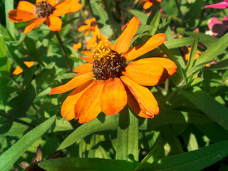 Orange Cone Flower With Other Flowers In The Background