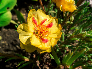 Large Yellow Flower with Red Accents on The Petals