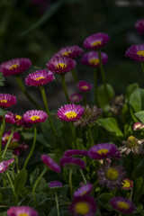 Beautiful focused close-up view of the spring yellow stigma of the single common pink daisy (Bellis perennis)