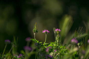 blur in spring colorful flowers and garden
