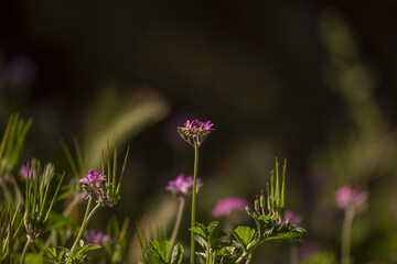 blur in spring colorful flowers and garden