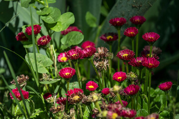 Fototapeta premium Bellis is a genus of 10 species and a couple of accepted subspecies, of the almost 125 described, of herbaceous plants of the Asteraceae family