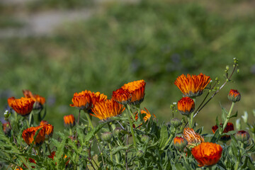 Calendula officinalis Image for Flowers, Plants, Gardening, Landscaping and Environment Magazine