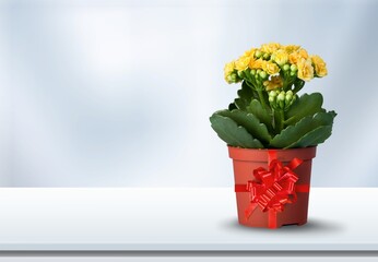 Green house plant with red ribbon.