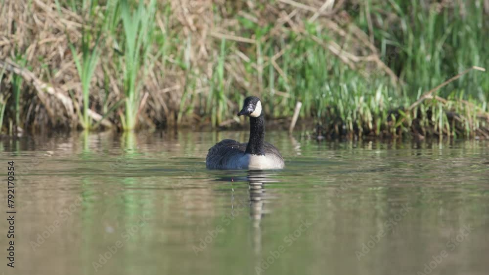 Sticker Canada Goose, Branta canadensis, bird at spring time on lake	