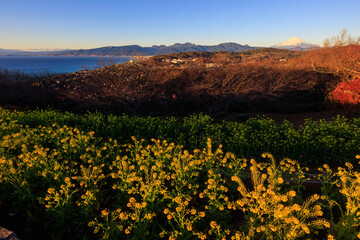 Fototapeta premium 初日の出を受ける美しい富士山と満開の菜の花畑。日本国神奈川県中郡二宮町、吾妻山公園にて。 2022年1月1日撮影。Beautiful Mt. Fuji receiving the first sunrise and fields of rape blossoms in full bloom.At Azumayama Park, Ninomiya-cho, Naka-gun, Kanag