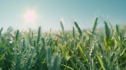 A vast field of green wheats under the warm suns glow in the background.