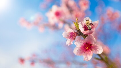 Honey Bee pollinating apple flower blossoms.