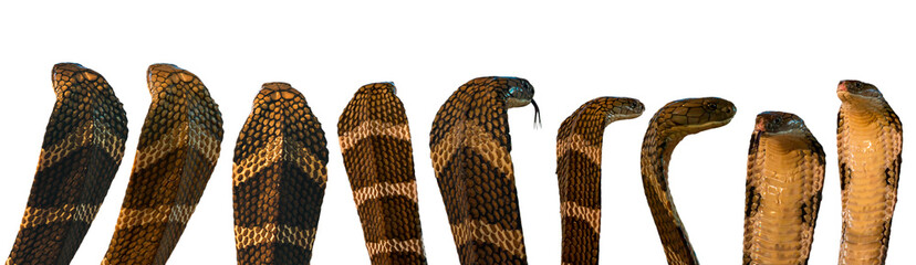 Displayed in a lineup with raised hoods, multiple cobra snakes showcase head action, isolated...
