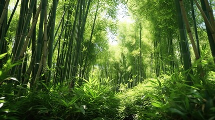 Lush and green bamboo forest for nature concept background.