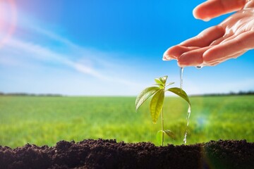 Expert farmer  with green plant in soil