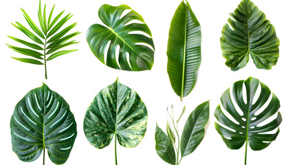 
set of exotic big leaf green interior home plant for decoration and different foliage leaves and petals closeups cotout isolated on transparent png background
set of exotic big leaf green interior h
