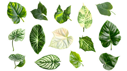 
set of exotic big leaf green interior home plant for decoration and different foliage leaves and petals closeups cotout isolated on transparent png background
set of exotic big leaf green interior h
