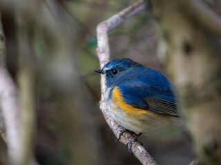 Naklejka premium 深い藪の奥でリラックスしているルリビタキの雄